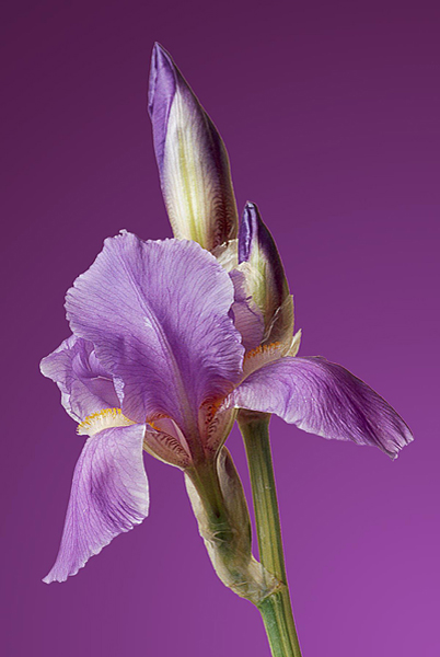Purple Iris O'Malley P